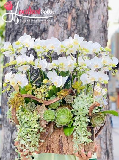 Chậu lan hồ điệp mini - Tương lai thăng hoa