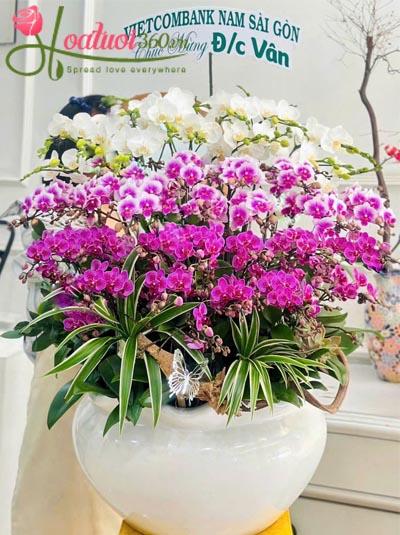 Chậu lan hồ điệp mini - Vượng tài phát lộc