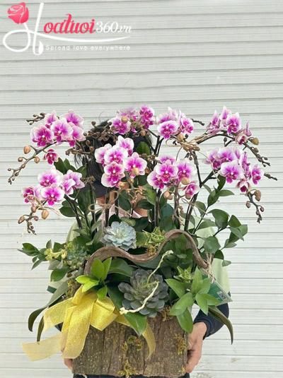 Chậu lan hồ điệp mini - Yên vui vẹn toàn