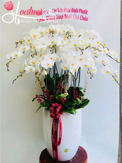 Chậu lan hồ điệp trắng - Mở đường phát tài