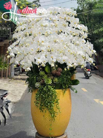 Chậu lan hồ điệp trắng - Sung túc ấm no
