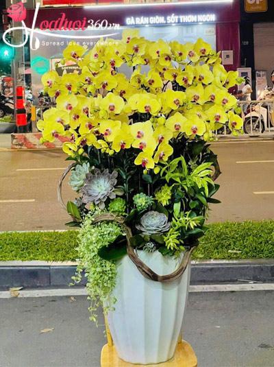 Chậu lan hồ điệp vàng - Ánh kim may mắn