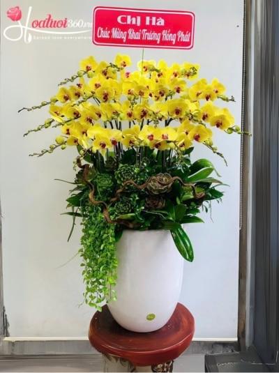 Chậu lan hồ điệp vàng - Hoàng kim khai lộc