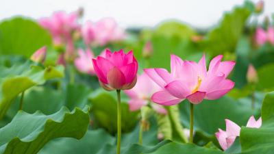 Điểm mặt 10 loại hoa đẹp nhất tại Việt Nam