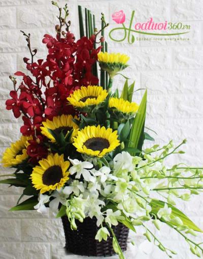Hoa 20-11 - Giỏ hoa lan đẹp nhất