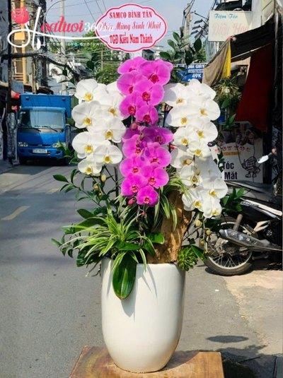 HDV - Vườn xuân nhỏ