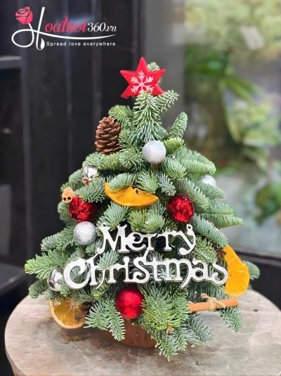 Cây thông Noel - Đêm an lành