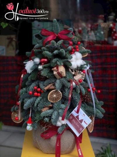 Cây thông Noel - Điều ước đêm Noel