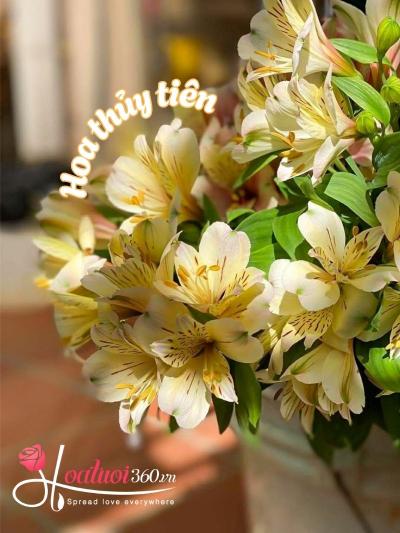 Hoa thủy tiên và thú chơi hoa tao nhã mang đậm nét nhân sinh 