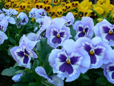 Kỹ thuật trồng hoa pansy tuyệt đẹp