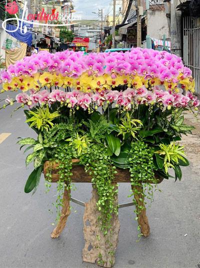 Lan hồ điệp ghép gỗ lũa - Tiền tài rực sáng