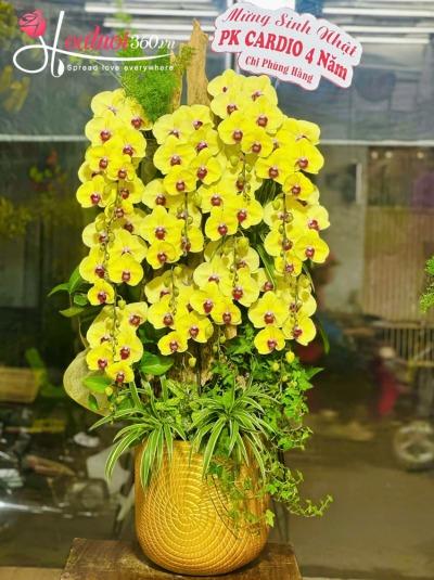 LHDGL - Ánh dương rực rỡ