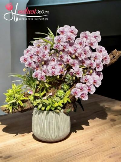 LHDGL - Cẩm tú xuân sắc