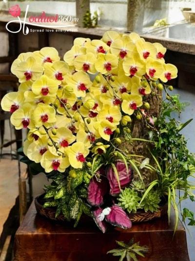 LHDGL - Kim quang trường cửu