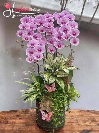 LHDGL - Ngũ phúc tím