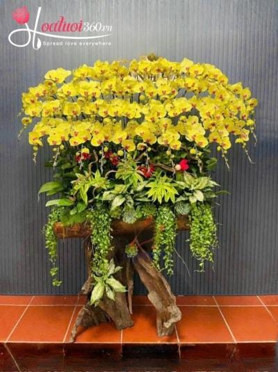 LHDGL - Thịnh vượng khai hoa