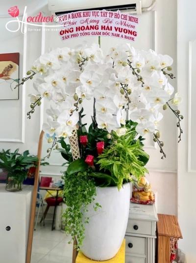 LHDT - Bạch ngọc như ý