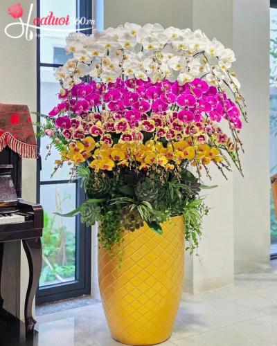 LHDT - Tứ quý hưng thịnh