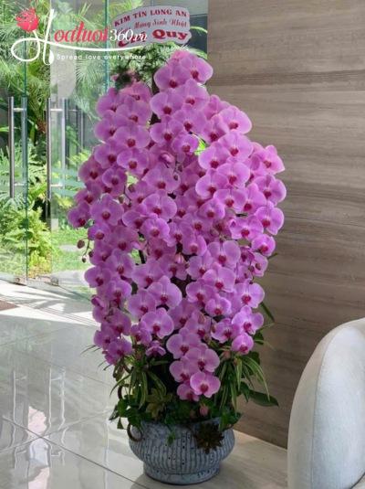 LHDVIP - Thiên điệp hội tụ