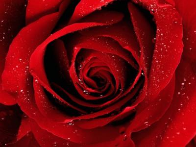 Hoa hồng đỏ - Nữ hoàng các loài hoa
