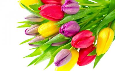 Sự tích về hoa tulip