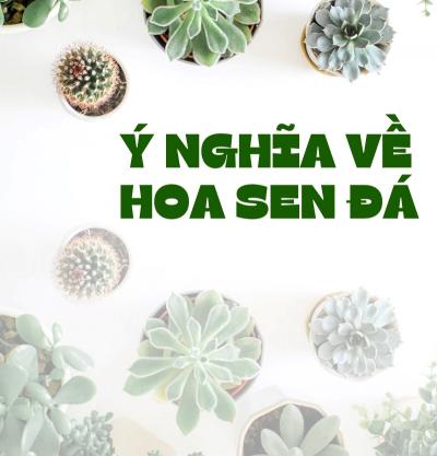 Ý nghĩa hoa sen đá: Biểu tượng của sức sống mãnh liệt