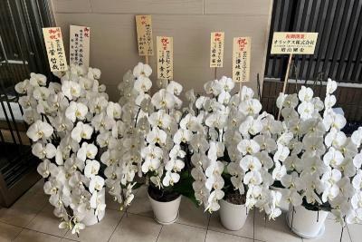 Ý nghĩa lan hồ điệp ngày Tết, phong thuỷ và theo dịp tặng