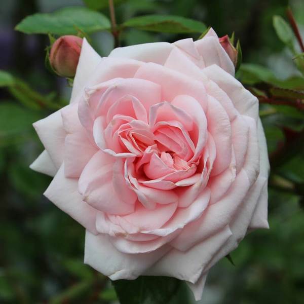 Hoa hồng Vân Khôi là một giống hoa hồng cổ xuất phát từ Pháp