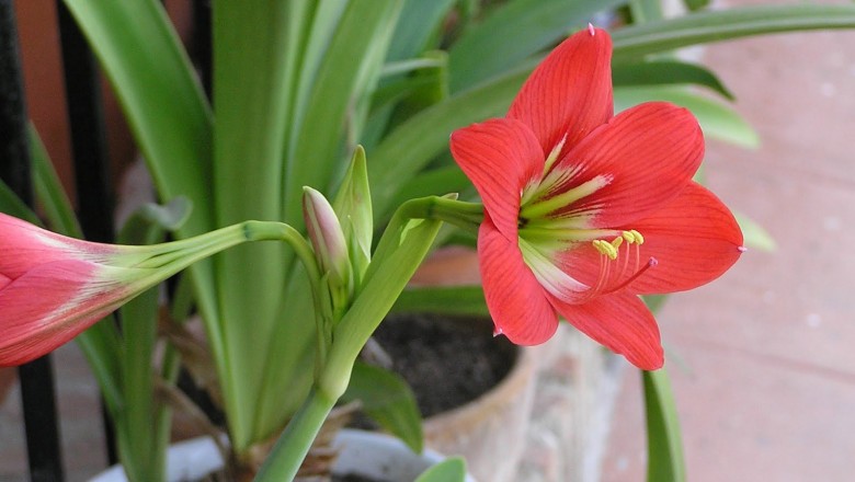 Hoa loa kèn đỏ - Vẻ đẹp kiêu hãnh của tháng 4