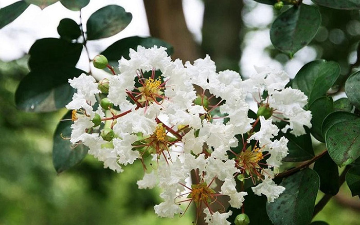 Hoa bằng lăng trắng 