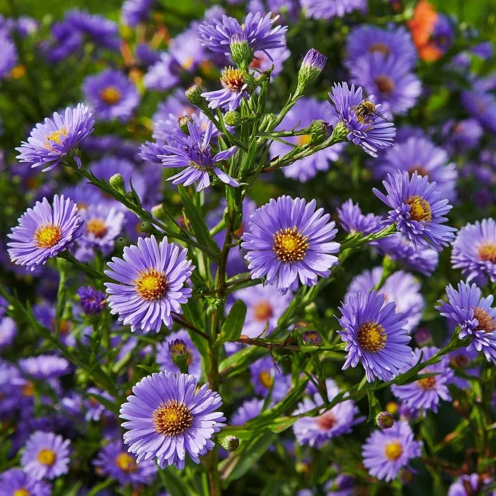 Hoa thạch thảo Aster novi-belgii 