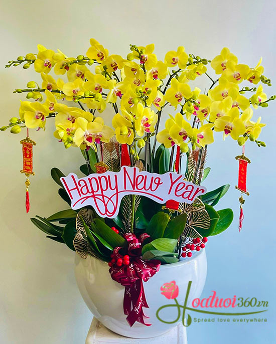 Chậu lan hồ điệp rực rỡ khai trương spa tại phường An Phú Đông
