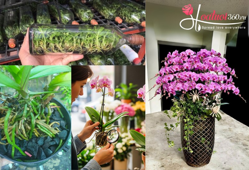 Bí quyết chọn hoa lan giá rẻ, bền đẹp