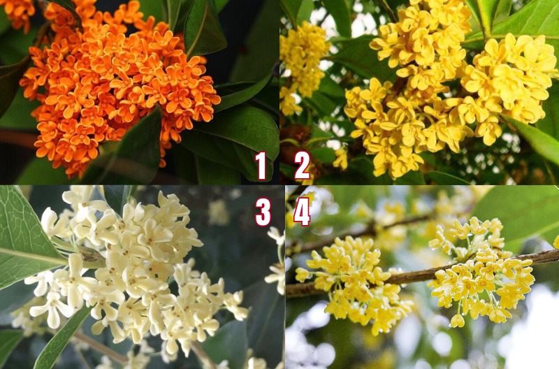 Hoa cây quế được phân chia theo màu sắc và hương thơm