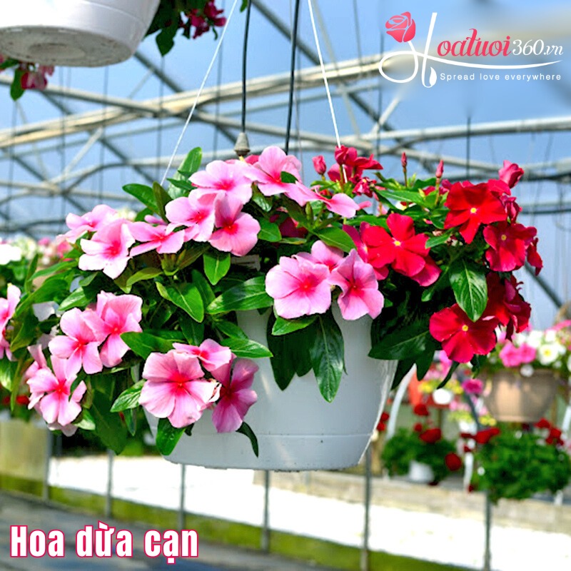 các loại hoa dễ trồng tại nhà