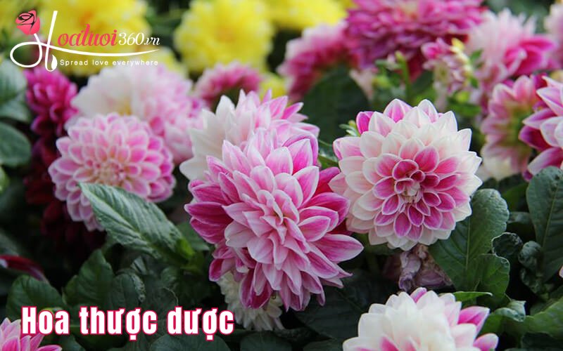 Thược dược loài hoa đẹp, dễ trồng 