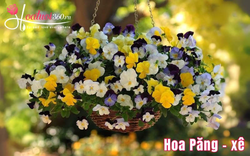 Pansy dễ trồng ở vùng khí hậu mát mẻ