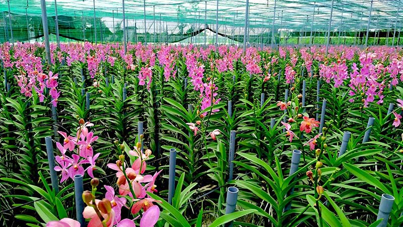 Mokara loại lan rừng dễ trồng