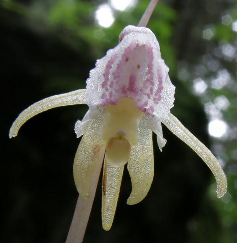 Lan rừng quý hiểm cần được bảo tồn