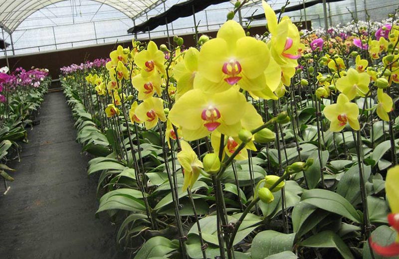 Lan hồ điệp loại lan rừng ra hoa quanh năm