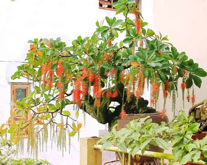 Bố trí cây hoa lộc vừng trong không gian sống để thu hút tài lộc 