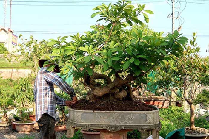 Cách chăm sóc cây lộc vừng cho hoa đẹp 