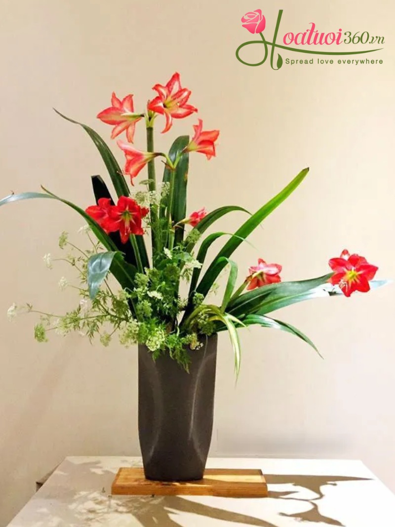 Mẹo chăm hoa loa kèn đỏ đơn giản