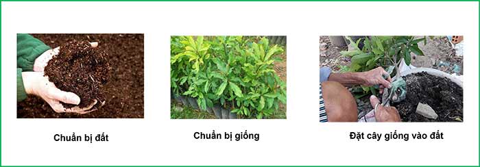Cách trồng cây hoa lộc vừng