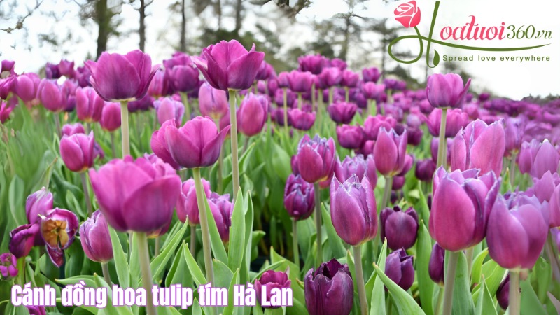 Cánh đồng hoa tulip tím nở đẹp ở Hà Lan
