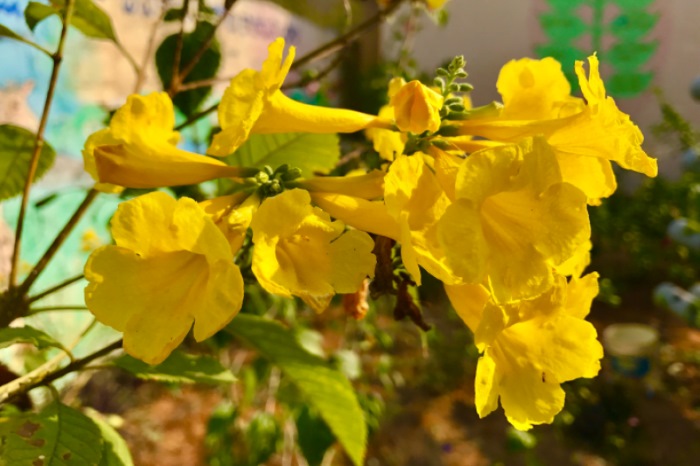 Cây chuông vàng thích hợp trồng trong chậu nhỏ hoặc sân nhỏ