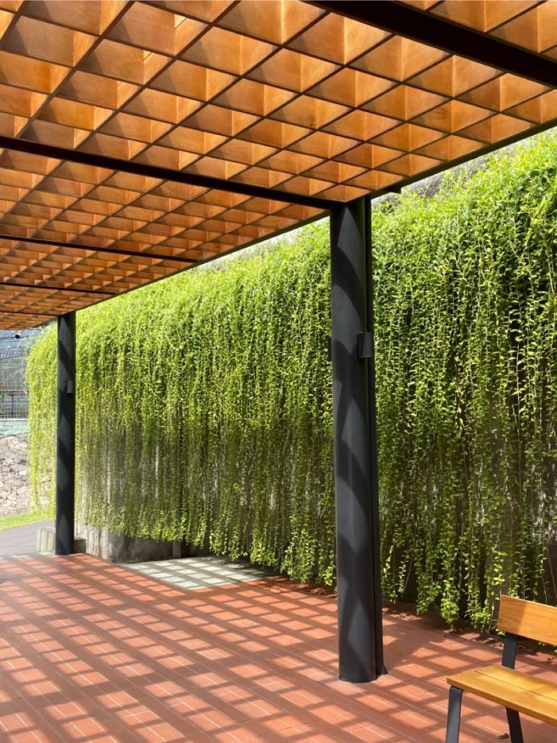 Trồng cây cúc tần Ấn Độ ở hàng rào giúp đối lưu không khí