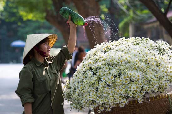 sài gòn ngập tràn sắc trắng của cúc họa mi