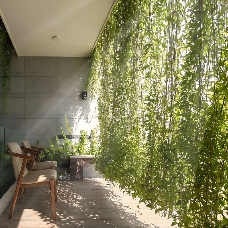 Cúc tầng Ấn Độ trang trí sân thượng thu hút vận may