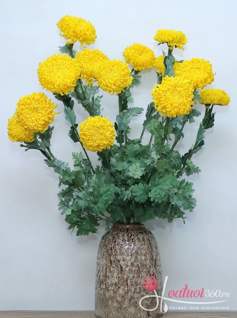 Hoa vạn thọ ngày tết